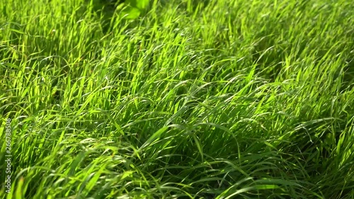 Green-yellow grass sways in the wind. Close-up static frame.