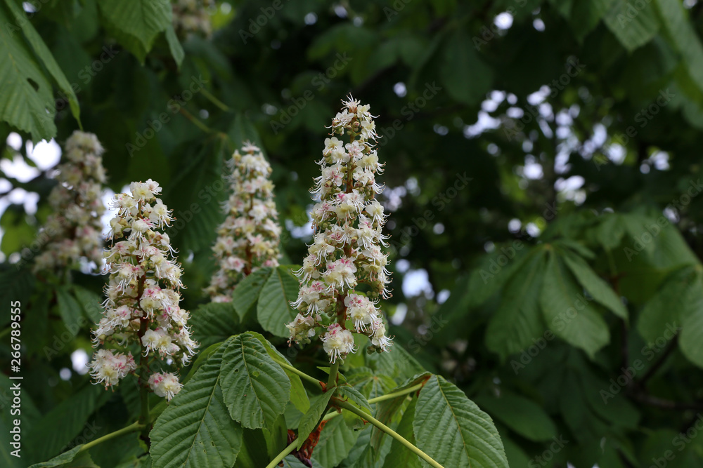 Blossoming chestnut tree in spring closeup. Nature Blossoming chestnut tree in spring closeup. Nature