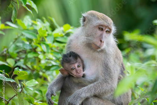 Mother of long tail makake feeding her baby