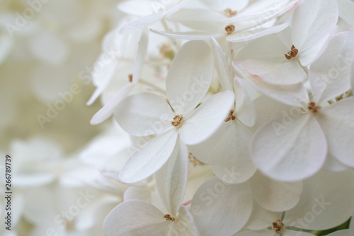 White hydrangea / hortensia. Close-up on a flower showing coloured sepals around the four petals.