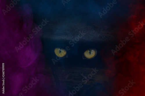 Fototapeta mysterious orange eyes of a wild beast sparkle in a dark crack of a tree trunk m