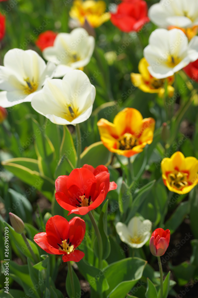 Flowerbed with colorful tulips in spring. Flowerbed with colorful tulips in spring.