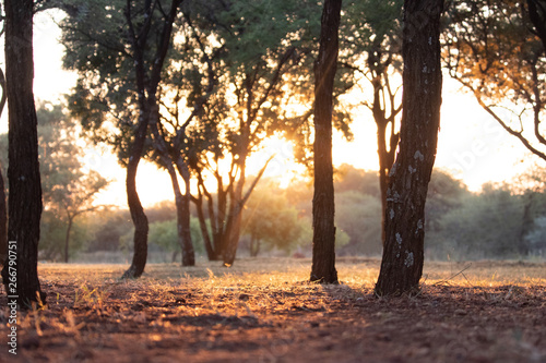 golden sunset in the forest