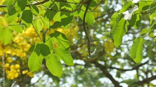 green leafs shaking with wind under the strong sun light