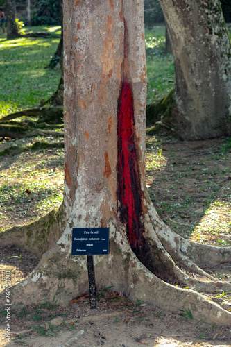 Brazil wood