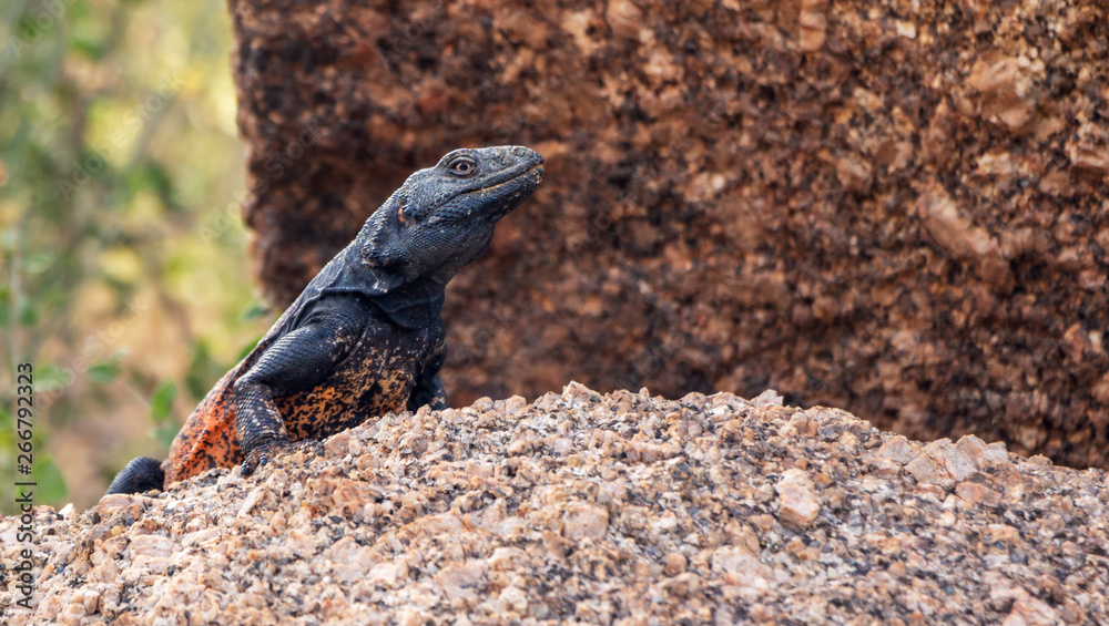 Obraz premium Desert Chuckwalla Lizard out in the Prowl