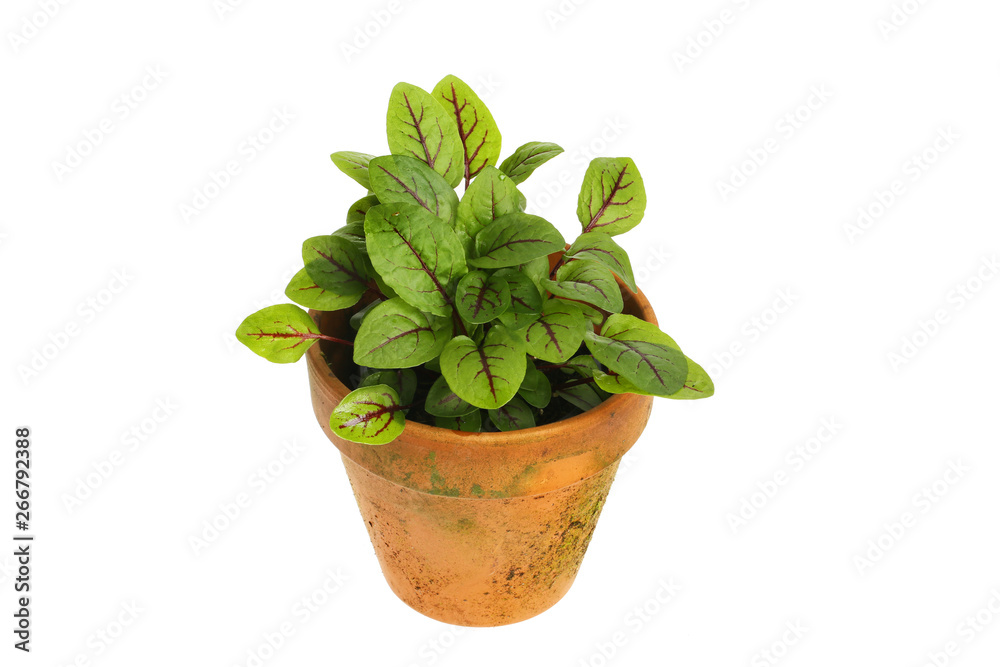 Red-veined sorrel in a pot Red-veined sorrel in a pot