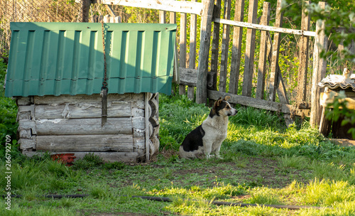 yard dog sitting in front of the booth made of wooden beams and protects the territory
