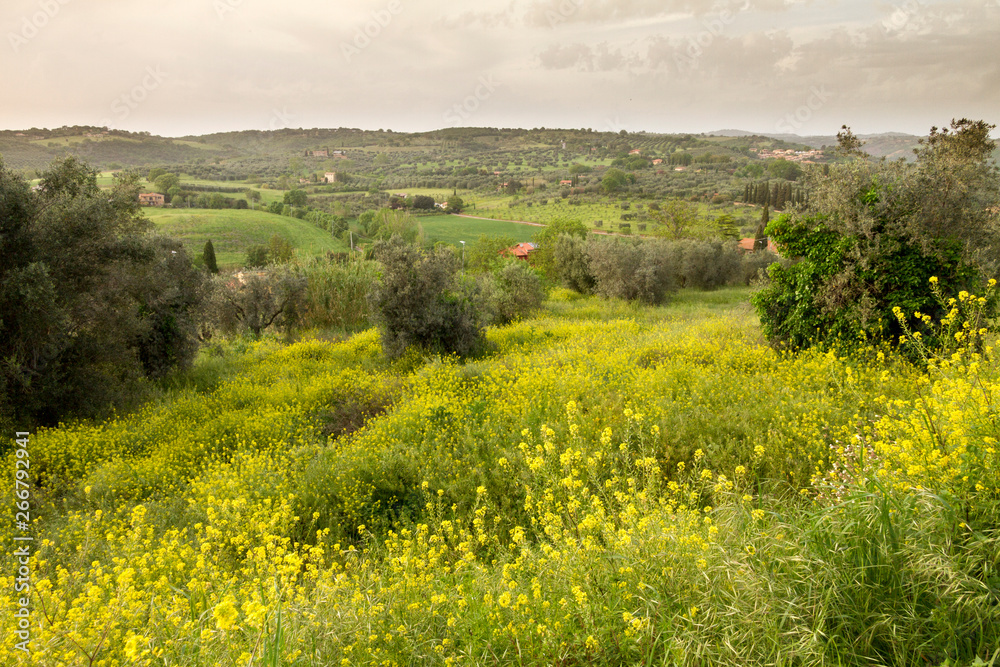 Fototapeta premium Magliano in Toscana, Grosseto
