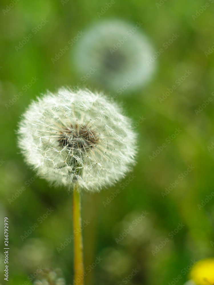  ripe dandelion flower on a green background close-up