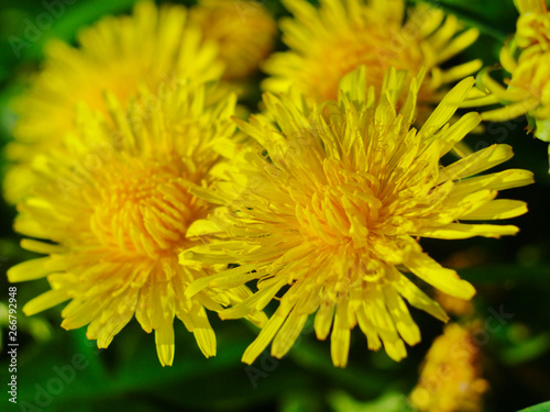  blooming yellow dandelion flowers on a green background close-up angled