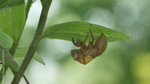 a cicada left exuvia hanging under the leaf with bokeh background