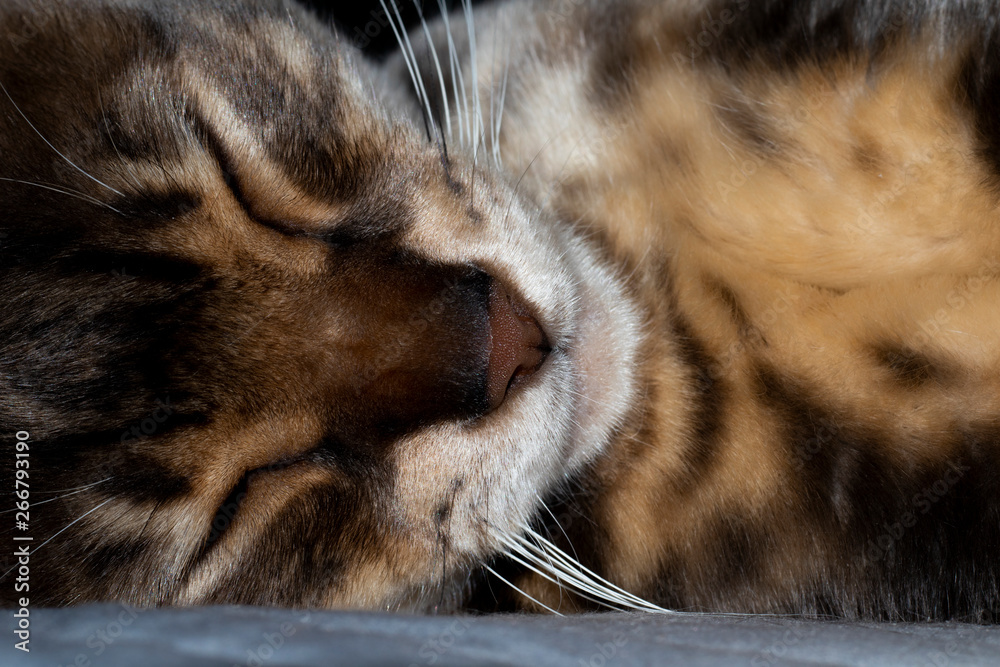 Male five year old Corsican Blue Marbled Bengal domestic cat, breed derived from the Asian Leopard Male five year old Corsican Blue Marbled Bengal domestic cat, breed derived from the Asian Leopard