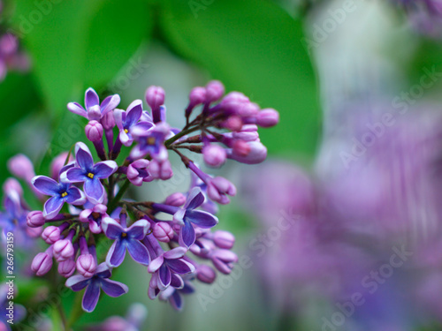  beautiful purple lilac flowers on blurred background