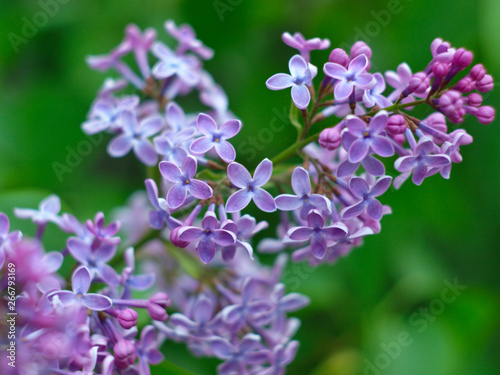  beautiful light purple lilac flowers close up