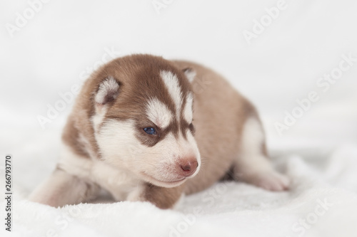 Cute siberian husky puppy alone © lobodaphoto