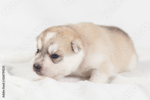 Funny puppy one month old © lobodaphoto