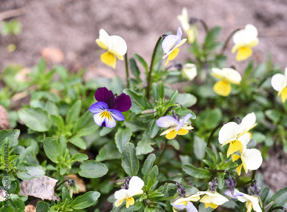 Multicolored pansy flowers in the garden. Garden concept.