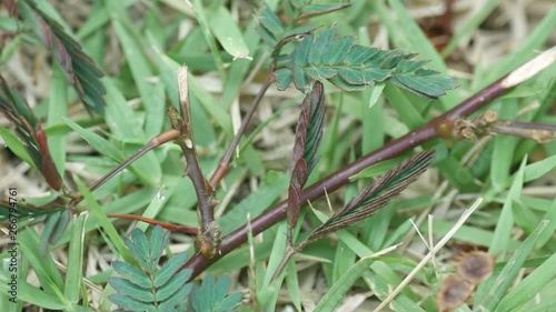 mimosa plant is folding leaves and bending the branch