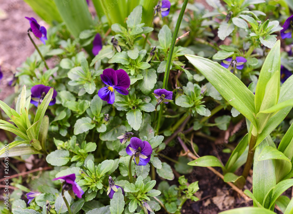 Soft focus. Multicolored pansy flowers in the garden. Soft focus. Multicolored pansy flowers in the garden.