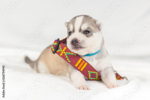 siberian husky puppy with a collar, equipment
