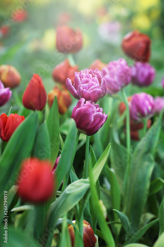 Spring flowers, Colorful tulip flowers background, Selective focus.