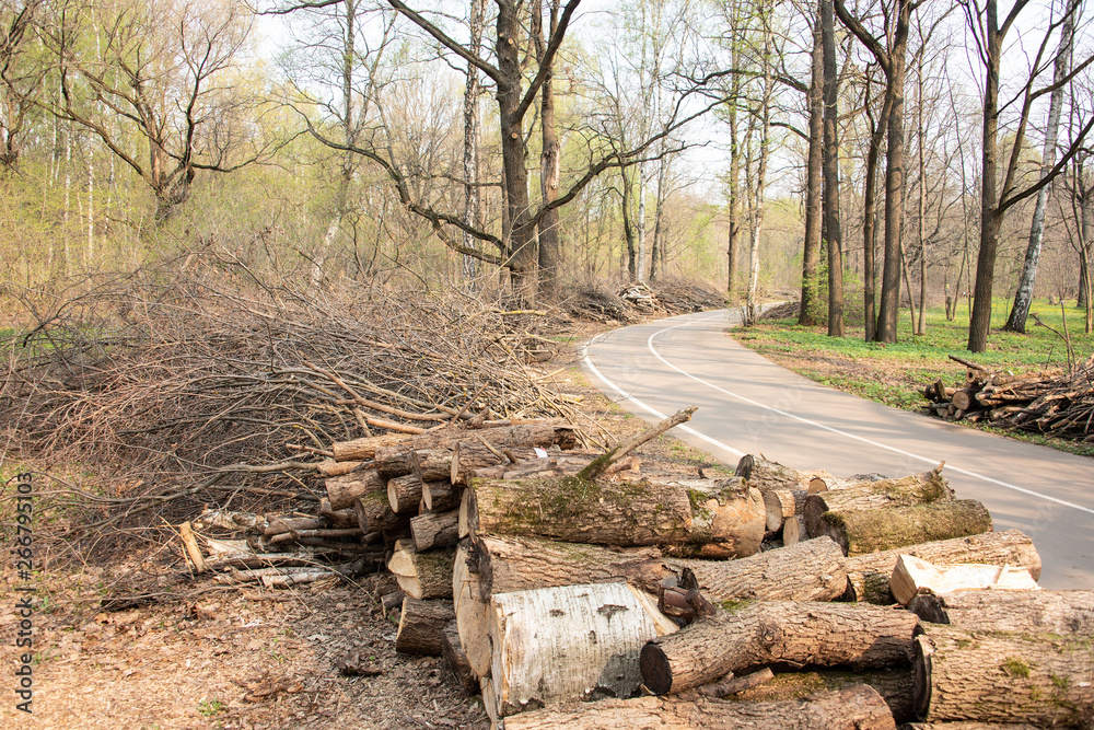 Obraz premium Felled trees and bushes on the side of the road. 