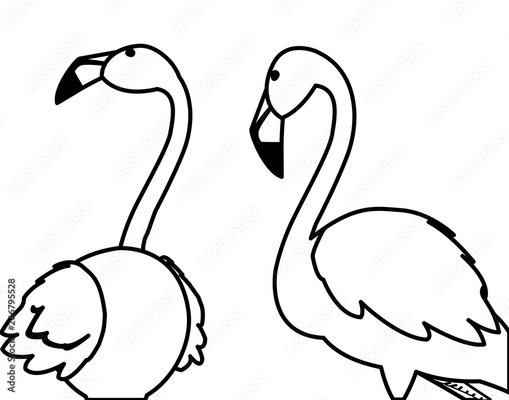 exotic flemish couple birds with heads up exotic flemish couple birds with heads up