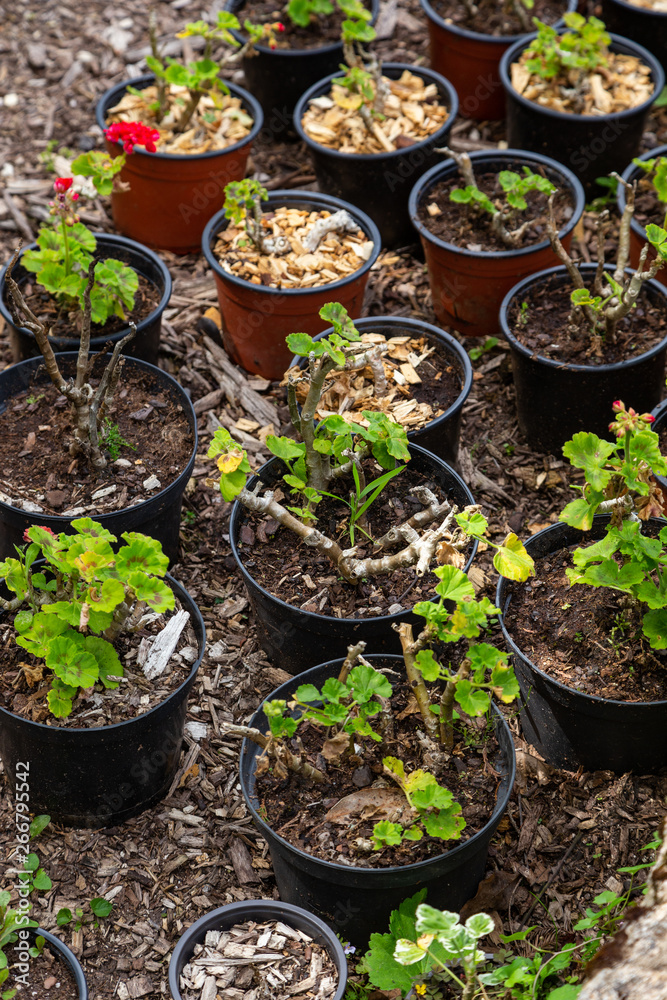 seedings of plants in pots seedings of plants in pots