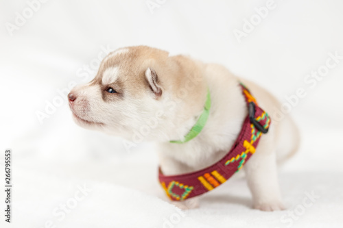 Fototapeta Naklejka Na Ścianę i Meble -  siberian husky puppy with a collar, equipment