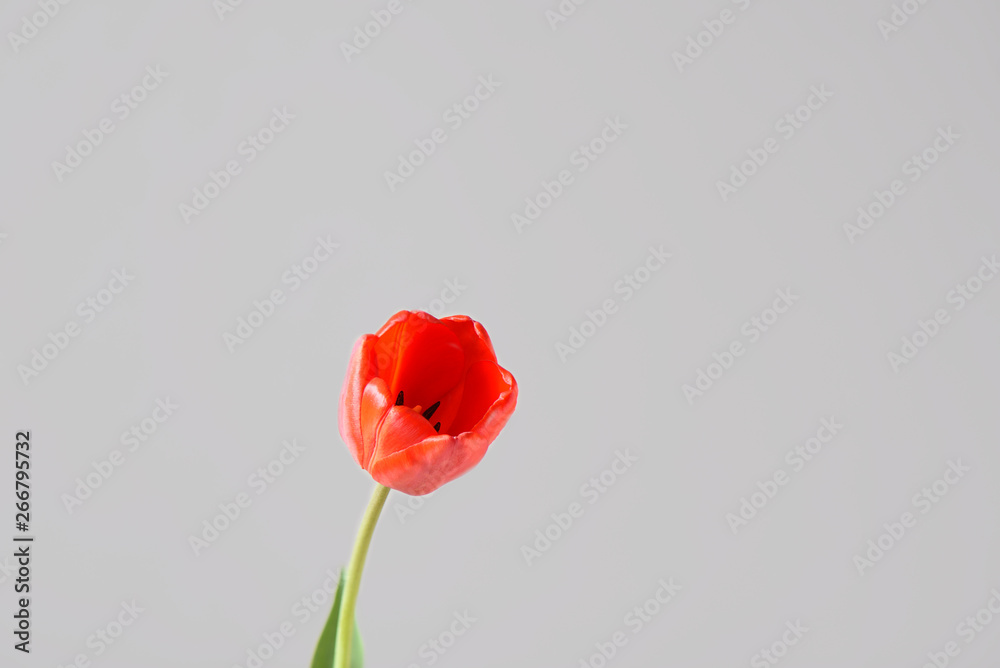 Red tulip bud on a grey background. Red tulip bud on a grey background.