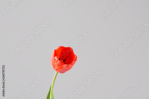 Red tulip bud on a grey background.
