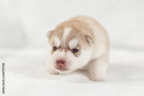 fawn siberian husky puppy alone © lobodaphoto