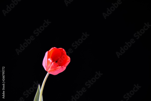 Red tulip bud on a black background.