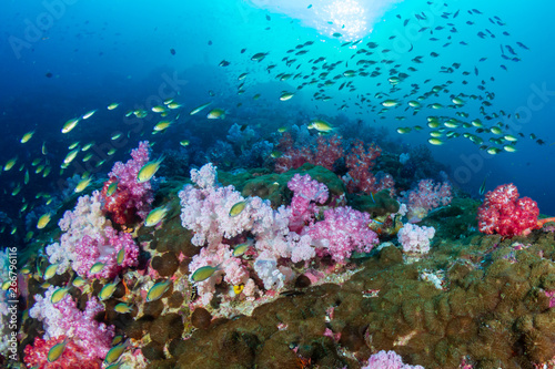 Beautifully colored soft corals on a tropical reef in the Mergui Archipelago, Burma © whitcomberd