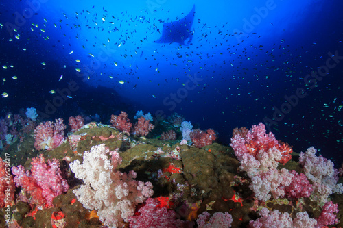 Fototapeta Naklejka Na Ścianę i Meble -  Large Oceanc Manta Ray (Manta Birostris) swimming over colorful soft corals at Black Rock, Mergui, Myanmar