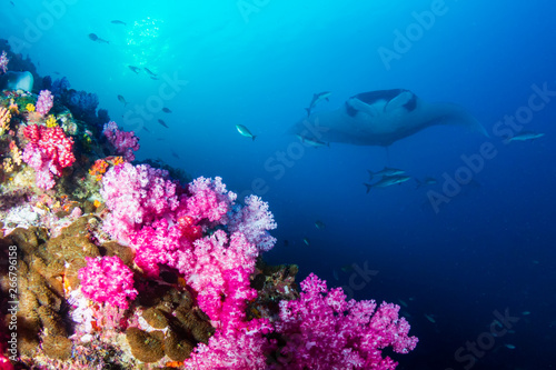 Large Oceanc Manta Ray (Manta Birostris) swimming over colorful soft corals at Black Rock, Mergui, Myanmar
