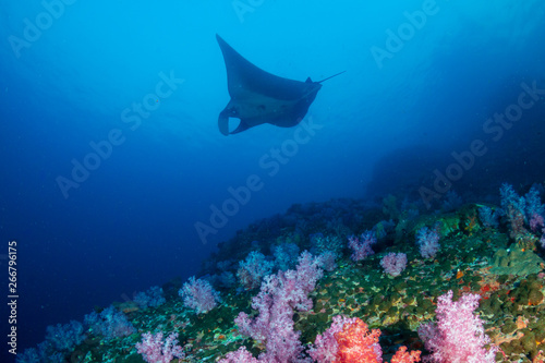 A majestic Oceanic Manta Ray swimming over colorful soft corals on a tropical reef