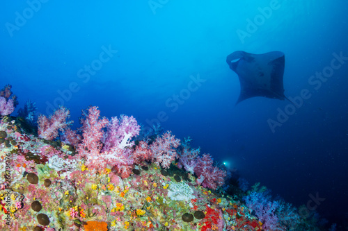 Large Oceanc Manta Ray (Manta Birostris) swimming over colorful soft corals at Black Rock, Mergui, Myanmar