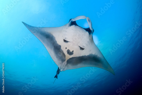 A beautiful Oceanic Manta Ray in a blue tropical ocean © whitcomberd