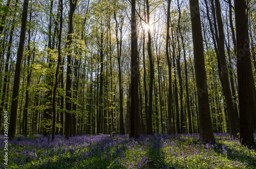 Bluebells in Hallerbos  Belgium