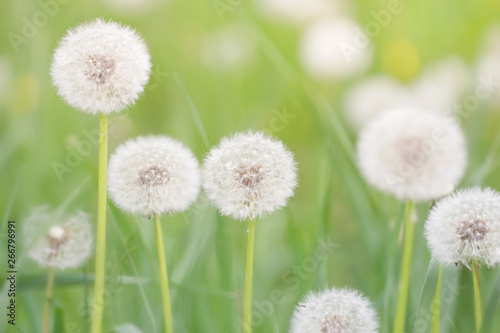 fluffy dandelions in May green grass  festive soft spring background
