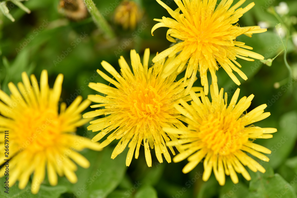 Green field with yellow dandelions. Wild flowers closeup. Green field with yellow dandelions. Wild flowers closeup.