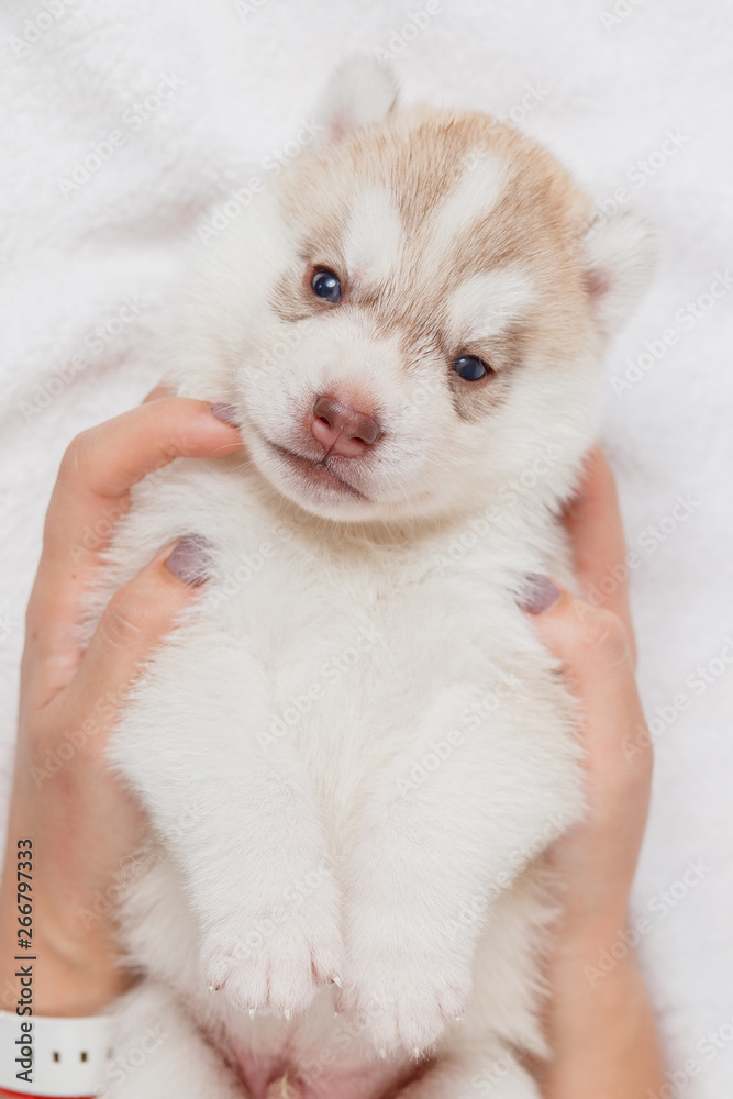 Cute Siberian husky puppy beautiful