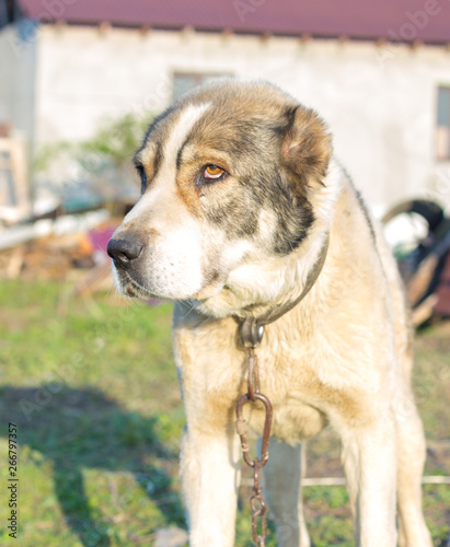 Central Asian Shepherd in the yard resting and playing on weighted green grass