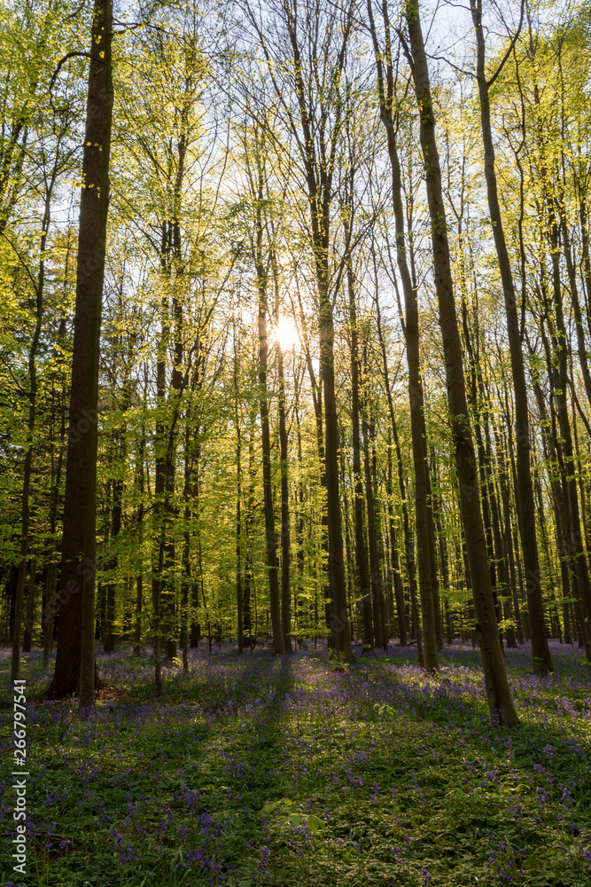 Light and shadow in Hallerbos, Belgium Light and shadow in Hallerbos, Belgium