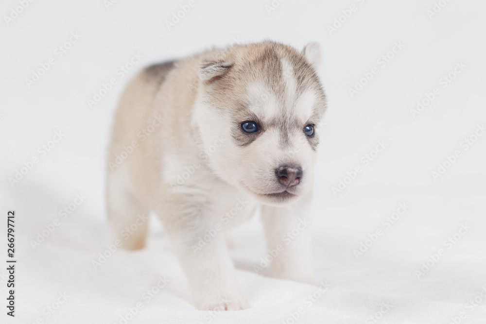 Beautiful siberian husky puppies new born