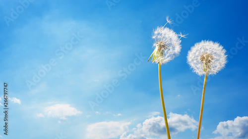 Two dandelions in front of blue sky with clouds as background