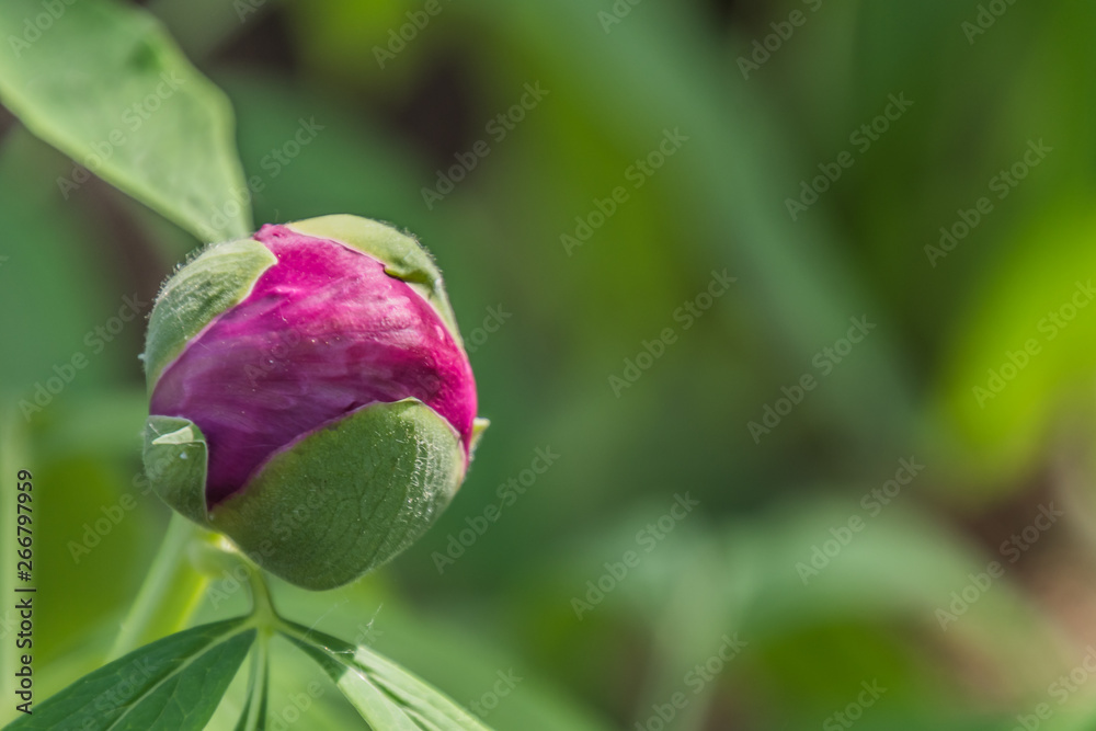 Botanischer Garten Botanischer Garten