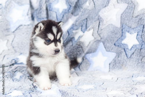 Cute Siberian husky puppy beautiful © lobodaphoto